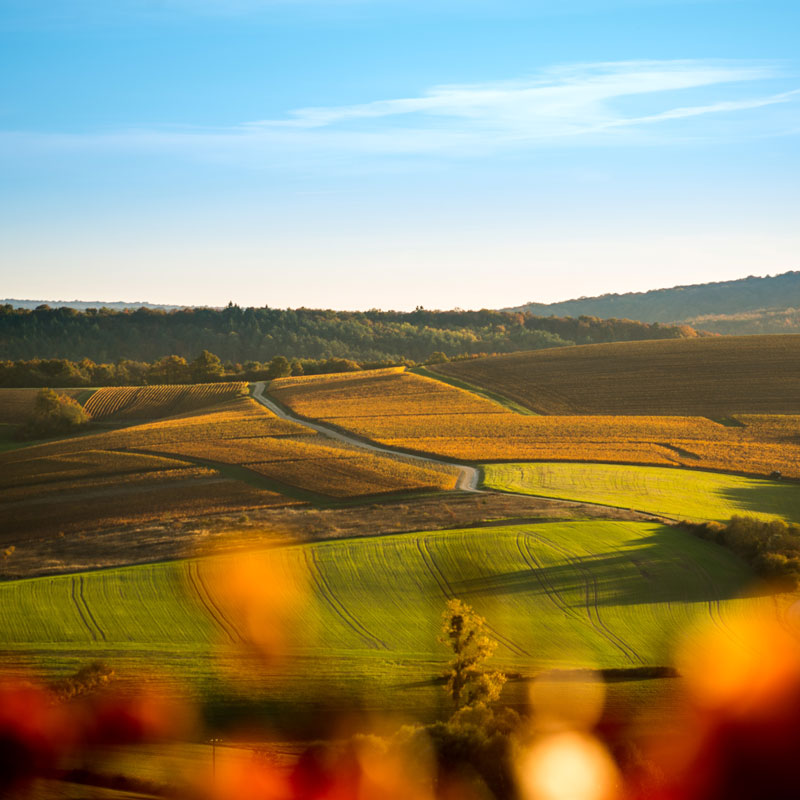 vignes de champagne